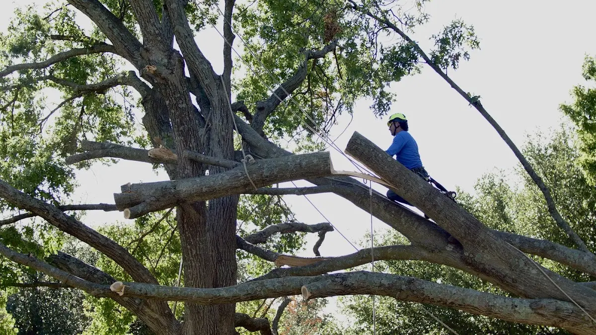 Professional Crown Thinning performed by certified arborists in Plattekill